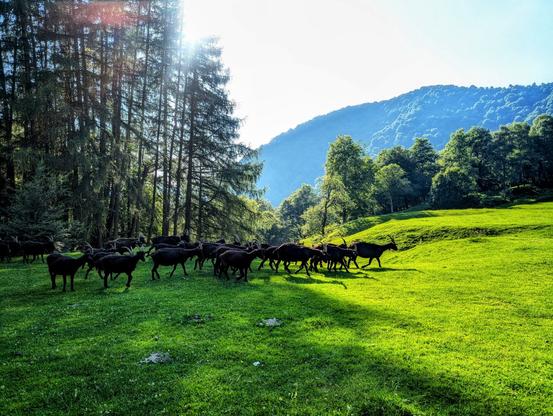 A sun-drenched, wide-angle shot captures a herd of black goats walking on a vibrant green, gently sloping hillside. To the left, tall, slender conifer trees create a dark, textured line against the bright sky, with strong sun flare emanating from behind them, casting long shadows. In the background, rolling hills covered in lush green deciduous trees rise under a clear, bright sky. The animals are spread across the mid-ground, some grazing, others walking across the verdant grass, creating a picturesque pastoral scene bathed in warm light.