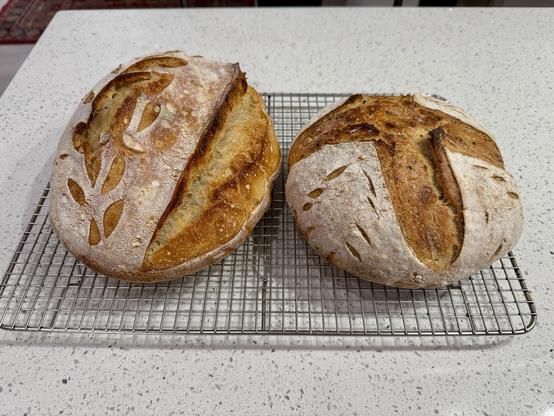 Two loaves of sourdough bread. On the left is a batard shaped loaf with a large ear from where the dough with slashed. On the right is a boule shaped loaf with a cross pattern from slashing the bread before baking