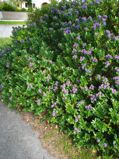 shrubs in flower by path on my daily walk. lots of purple/lilac flowers in bloom.