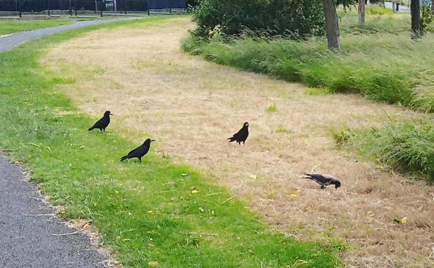 3 rooks and a crow arrive for dropped food.