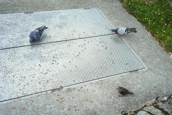 2 pigeons and a starling show up for nibbles.
