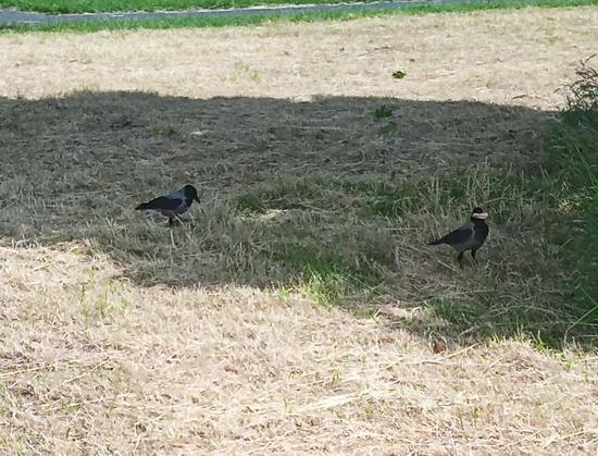 2 crows, 1 with crackers in shade of tree.