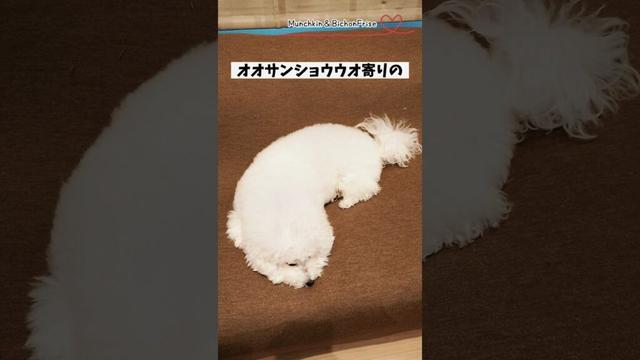 【ビションフリーゼ】我が家には珍しい生き物がいます 【犬と猫、両方飼ってると毎日かわいい♥】