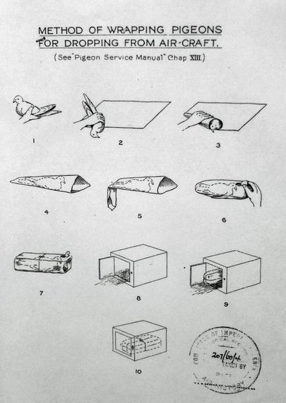 diagram showing the steps for proper wrapping of pigeons for dropping them from aircraft