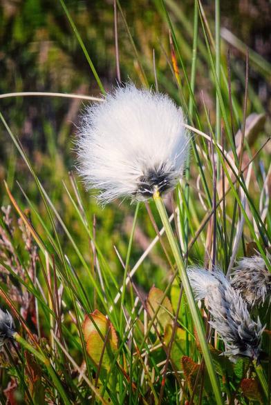 A close-up vertical shot of a white, fluffy bog cotton flower standing tall amidst green grasses and reddish-brown leaves. The background is a soft blur of green and brown, highlighting the delicate texture of the flower.