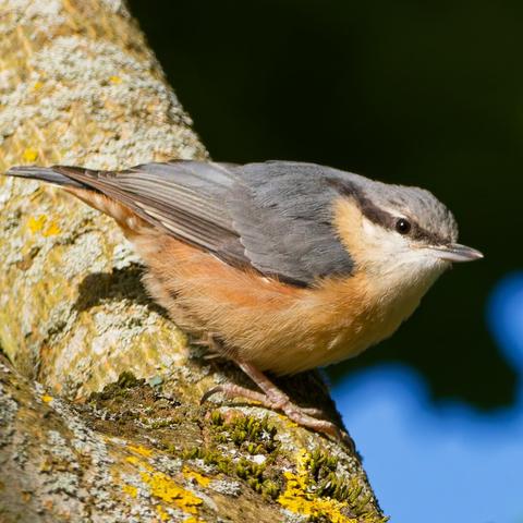 A juvenile nuthatch on a branch
Looking sweet