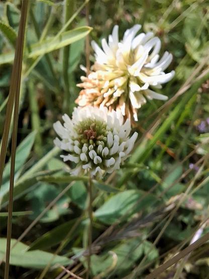 Mountain Clover (Trifolium montanum, Berg-Klee) grows upright among fresh green grasses. Its slender stems bear small, creamy-white to pale pink flower heads. The three-parted leaves are narrow and matte green, blending gently into the surrounding meadow. Grasses sway lightly around the delicate clover, creating a natural, peaceful scene.