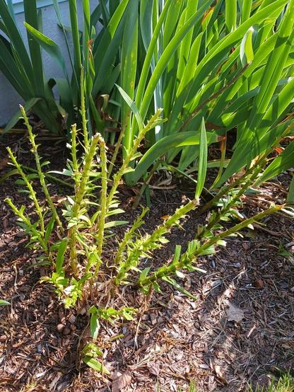 Photo of about a dozen green lily stalks with leaves chewed off and tops chomped off. Green leaves of bearded irises are in the background.