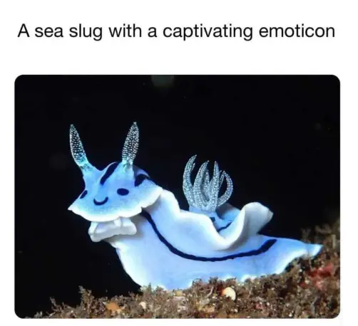 Close-up underwater photograph of a vibrant blue sea slug,  It has delicate, feathery projections resembling antlers and a dark blue line running down its body. The slug appears to have a small, dark blue, pattern resembling a smiling face. It rests on a sandy seabed.