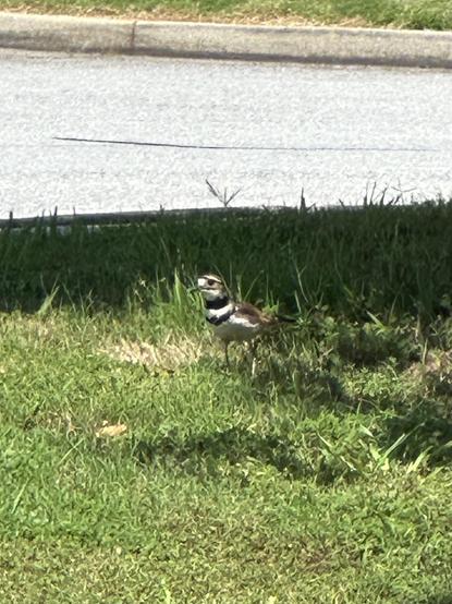 Killdeer in the grass, under a tree in a shopping center.