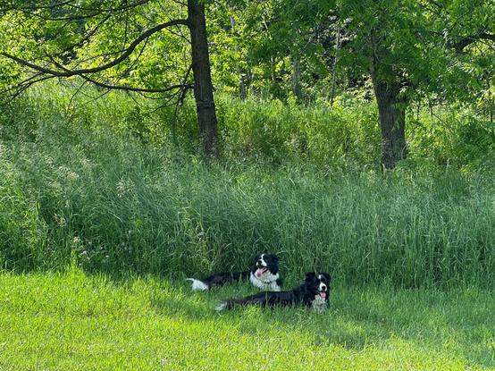 two border collies lie in the lower centre of the screen.  They are in long grass.  Behind them is longer grass and the trunks of 2 trees.  They are in the shade of these trees.
