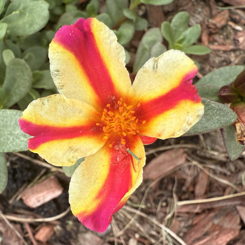 Portulaca flower
