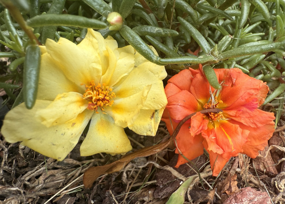 2 purslane flowers