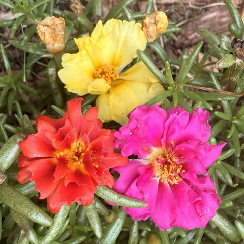 3 purslane flowers