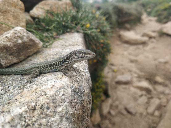 Photo d'un lezard sur un rocher