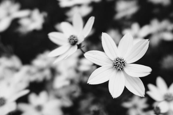 Close-up of a yellow coreopsis flower in bloom, with soft-focus petals and a detailed central disc, surrounded by other blurred blossoms in the background. The image is in black and white, but the flower is noted to be yellow in color.