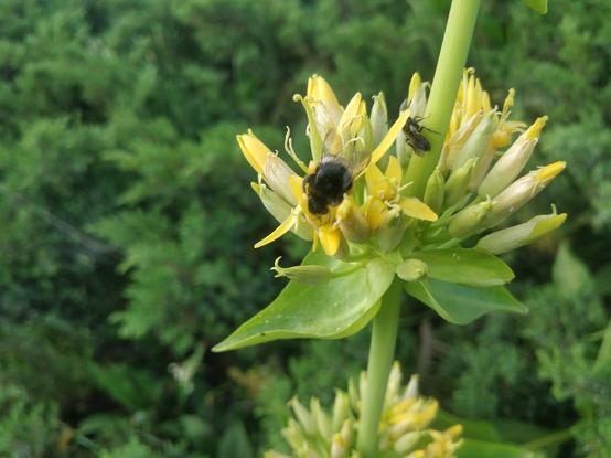 Un bourdon dans une fleur jaune