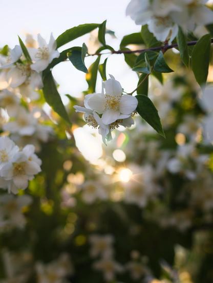 Photo of a branch sweet mock orange bush with some flowers. In the background are other parts of the bush visible with a lot of flowers. Some warm beams of evening sunlight are shining through.