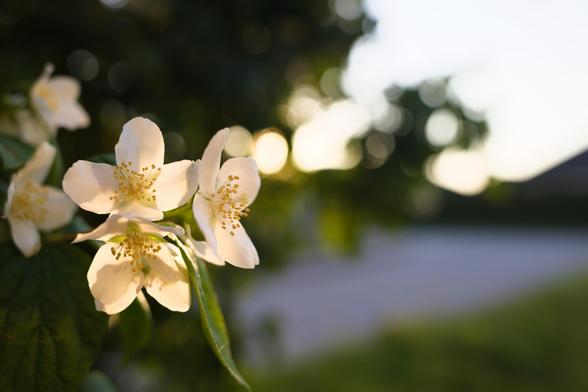 Flower of a sweet mock orange bush. Three of them are in the front-left. In the back is warm sunlight shining through a tree. There is a faint street in the background.
