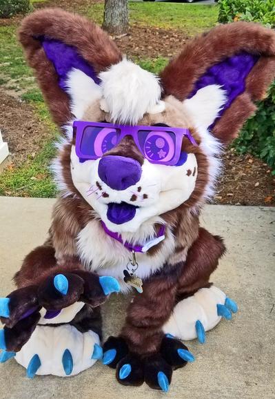 A chihuahua fursuiter is sitting on a sidewalk outside and raising a hand paw up as if they are beckoning