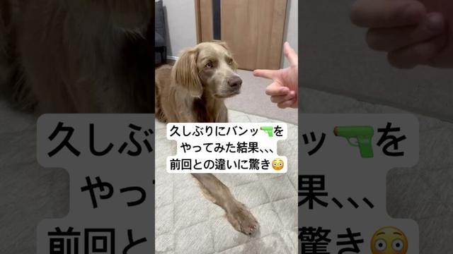 バンッをやってみた結果、、、#大型犬 #犬のいる暮らし #ワイマラナー#ワイマラナーロングヘアード #dog#wiemaraner #shorts #ルルちゃんのルンルンちゃんねる
