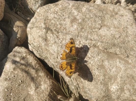 Photo d'un papillon orange avec une aile abîmée