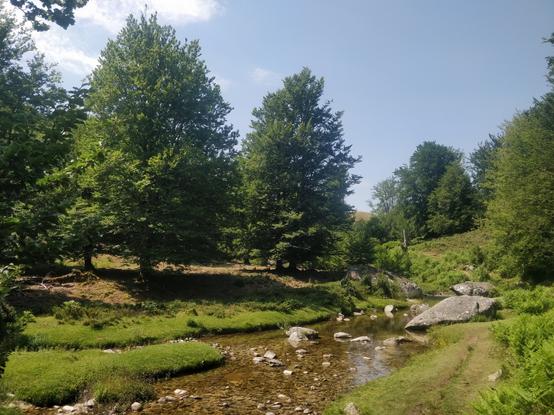Photo d'une rivière entourée d'arbres