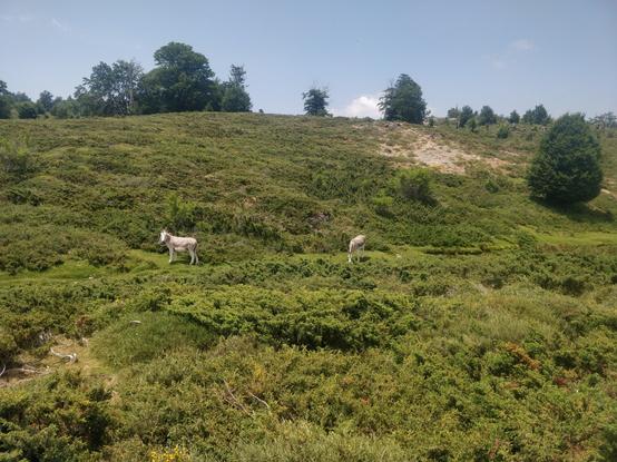 Photo de deux ânes entourés de maquis