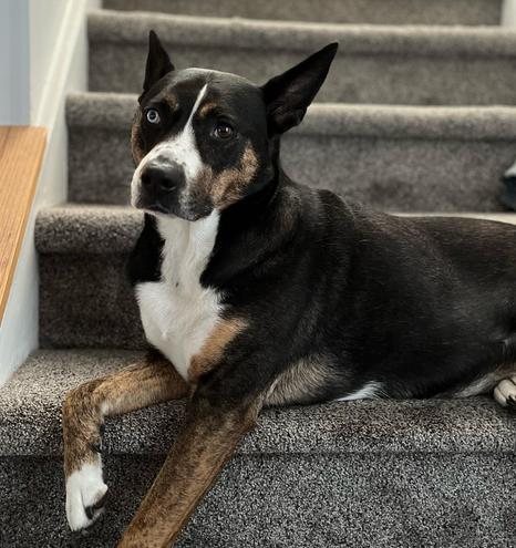 A black and brindle dog with white patches and a nose stripe resting on a carpeted stair step