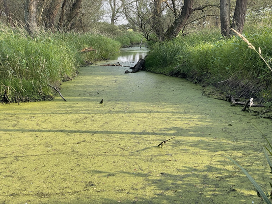View on a smille river covered by water plants.