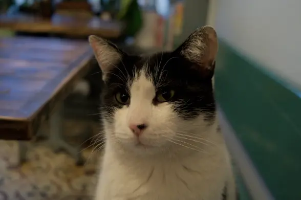 Close-up photograph of the face of a black-and-white "tuxedo" cat looking at the camera with curiosity, its ears raised. The background is a blurry cafe interior.