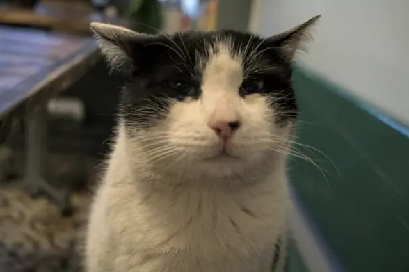 Close-up photograph of the face of a black-and-white "tuxedo" cat looking at the camera and trying to smell the camera, its ears lowered in an inquisitive expression. The background is a blurry cafe interior.