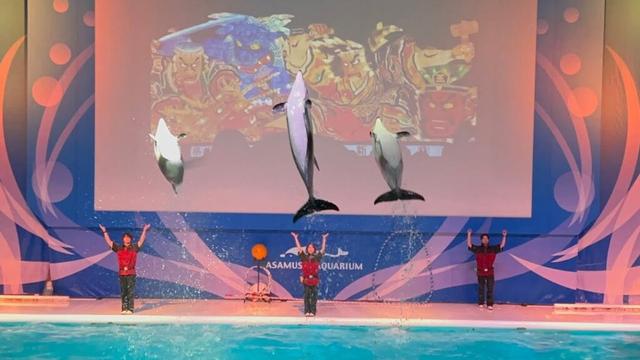 623月　#浅虫水族館#イルカショー