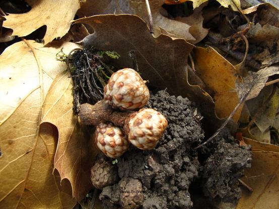 Photo of treespecies Quercus kelloggii : Category is vrucht-fruit-frucht-fruit-fruta
