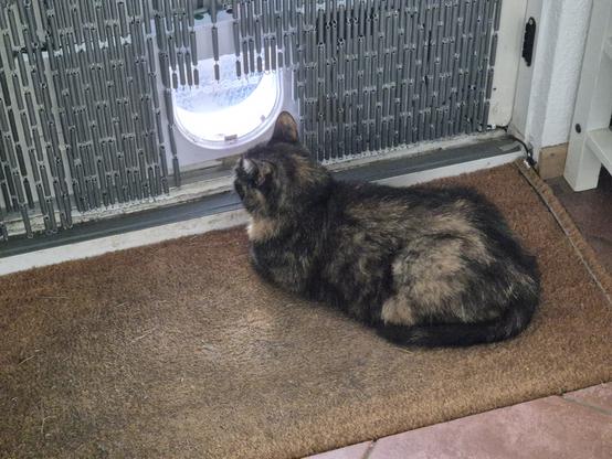 Bruinrode poes Hazel ligt op de deurmat door het kattenluik naar buiten te kijken.