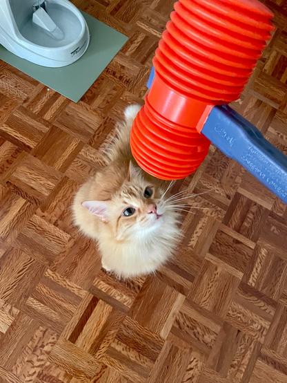 A fluffy orange cat is sitting on a wooden floor, looking up at a colorful red object above it, possibly a toy or tool. In the background, there is a water bowl.