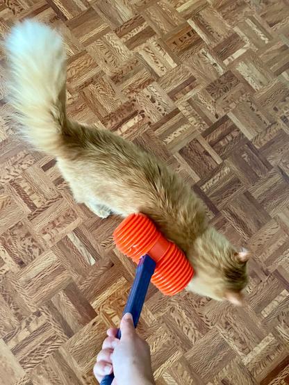 An orange plastic hammer is being used on a fuzzy, light brown cat, who is walking on a wooden floor. The image focuses on the cat's back and the grooming tool held by a hand.