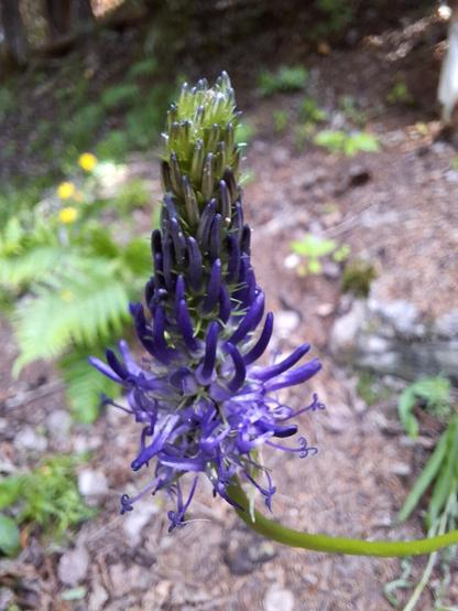 Betony-leaved Rampion (Phyteuma betonicifolium, Betonien-Teufelskralle) on a brown wooden floor, its slender stem rising upright. The narrow, pointed, light violet to pale blue flower head forms a loose, elegant cluster of curved blooms at the top. At the base, broad, softly toothed leaves resembling those of betony spread gently. In the softly blurred background, fresh green fern fronds and natural stones add depth and a quiet, woodland atmosphere to the scene.