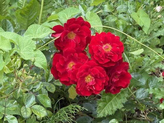 A cluster of vibrant red roses surrounded by lush green foliage.