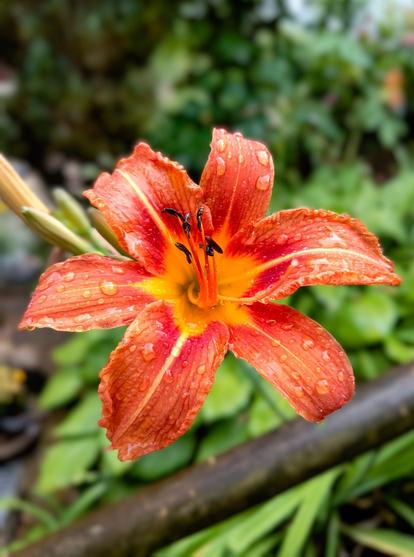 A fiery orange-coloured lily flower with 6 slightly outwardly curved petals on which raindrops appear.