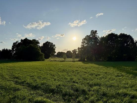 Grüne Wiese mit schattigen Bäumen am Rand. Die untergehende Sonne scheint durch die Äste, der Himmel ist leicht bewölkt – friedliche Sommerabend-Atmosphäre.