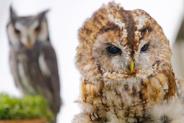 A close-up photograph of two owls, with a tawny owl in sharp focus on the right and a blurred white-faced scops owl in the background on the left; the tawny owl has brown and cream mottled feathers and a yellow beak, while the scops owl has striking white and grey facial markings. The image is bright with a soft, neutral background and no visible text.