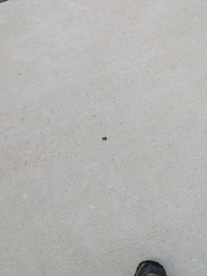 The barely visible tiny frog on the sidewalk. Look at my shoe for size comparison.