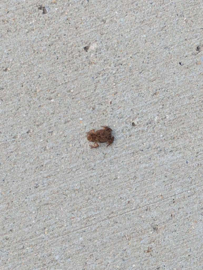 The tiny frog, but zoomed in.