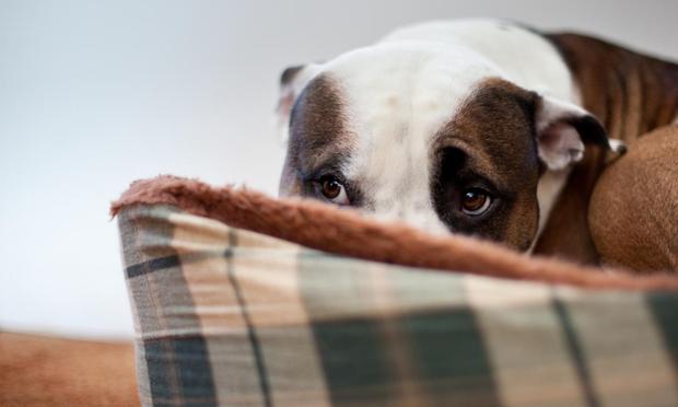 Perro asustado tras un colchón. (Getty Images)