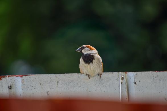 Samiec wróbla siedzący na blaszanym brzegu dachu. Samiec ma szarobiały brzuch z czarnym śliniakiem pod gardłem, szarobiałą szyję, czarny pas przy oczach i głowę w kolorze orzechowym.