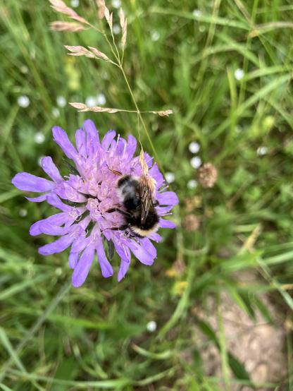 Zart lila Blüte aus vielen Einzelblüten. Darauf eine Hummel mit einem gelben Streifen und weißem Pelz am Hintern. Daneben ein Grashalm.