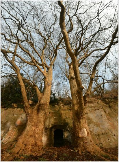 Une petite falaise de craie dans laquelle s'ouvre l'entrée d'un troglodyte.
De chaque côté de la porte se trouve un arbre particulièrement massif.