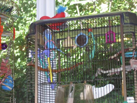 a blue budgie climbing around and attacking a set of vertical rings inside his cage in a window box facing a lot of greenery outside. There are several perches and other toys visible inside the cage.