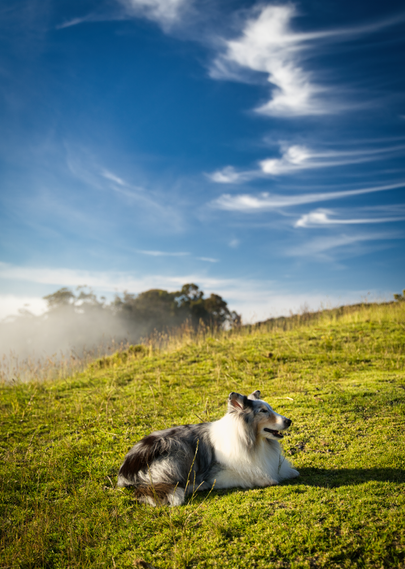 A dog sits in the grass in the late afternoon light. Clouds are in the background.